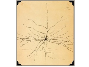 neurona de Cajal